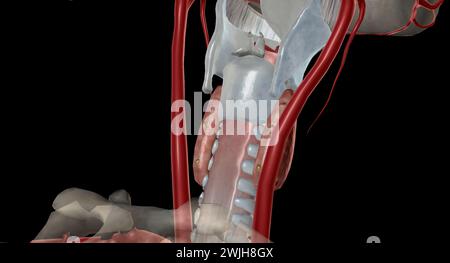 C'est une glande endocrine car elle sécrète une hormone parathyroïdienne qui contrôle les niveaux de calcium dans le sang. Rendu 3D. Banque D'Images