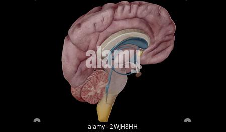 Le thalamus est une structure en forme d'oeuf au milieu de votre cerveau. Rendu 3D. Banque D'Images