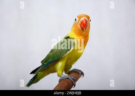 les oiseaux tourtereaux sont très beaux. sur les doigts Banque D'Images