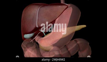 La vésicule biliaire du foie et le pancréas facilitent les processus d'ingestion, de digestion et d'absorption. Ces organes accessoires de la digestion jouent des rôles clés dans Banque D'Images