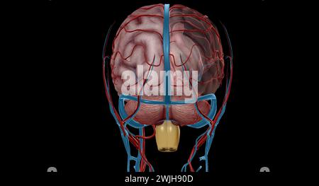 Il y a deux groupes appariés qui sont responsables de l'apport sanguin au cerveau, les groupes vertébraux et les groupes carotidiens internes. Rendu 3D. Banque D'Images