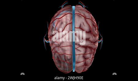 Il y a deux groupes appariés qui sont responsables de l'apport sanguin au cerveau, les groupes vertébraux et les groupes carotidiens internes. Rendu 3D. Banque D'Images