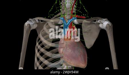 Le système endocrinien fabrique et libère des hormones qui contrôlent les fonctions de votre corps. Rendu 3D. Banque D'Images