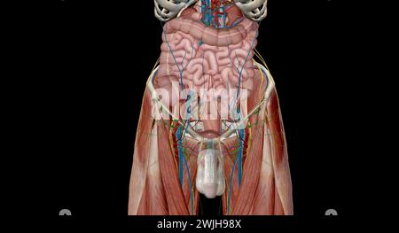 Le bassin est la partie inférieure du tronc, située entre l'abdomen et les membres inférieurs.3d rendu Banque D'Images