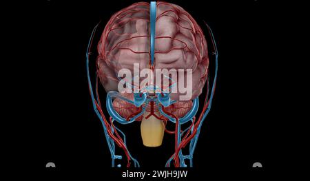 Il y a deux groupes appariés qui sont responsables de l'apport sanguin au cerveau, les groupes vertébraux et les groupes carotidiens internes. Rendu 3D. Banque D'Images