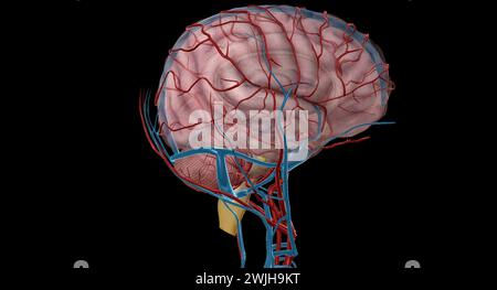 Il y a deux groupes appariés qui sont responsables de l'apport sanguin au cerveau, les groupes vertébraux et les groupes carotidiens internes. Rendu 3D. Banque D'Images