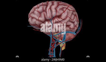 Il y a deux groupes appariés qui sont responsables de l'apport sanguin au cerveau, les groupes vertébraux et les groupes carotidiens internes. Rendu 3D. Banque D'Images