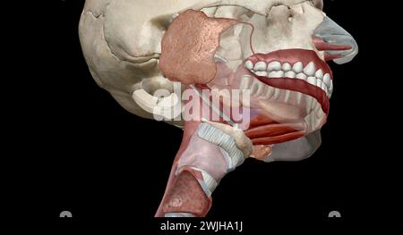 Les organes gastro-intestinaux supérieurs comprennent la bouche, l'œsophage. Rendu 3D. Banque D'Images