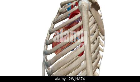 Le cœur est un organe musculaire qui fait circuler le sang à travers le système circulatoire et le pompe dans tout le corps en rendu 3D. Banque D'Images