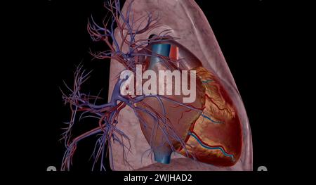 Les artères pulmonaires sont des vaisseaux sanguins qui transportent le sang du cœur aux poumons en rendu 3D. Banque D'Images