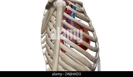 Le cœur est un organe musculaire qui fait circuler le sang à travers le système circulatoire et le pompe dans tout le corps en rendu 3D. Banque D'Images