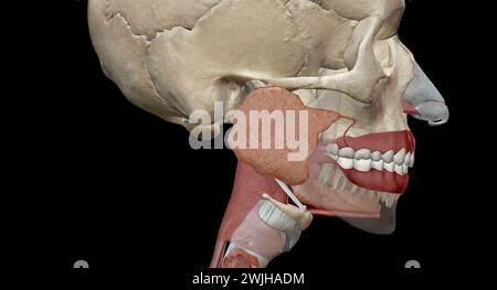 Les organes gastro-intestinaux supérieurs comprennent la bouche, l'œsophage. Rendu 3D. Banque D'Images