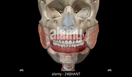 Les organes gastro-intestinaux supérieurs comprennent la bouche, l'œsophage. Rendu 3D. Banque D'Images