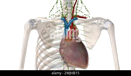 Le système endocrinien fabrique et libère des hormones qui contrôlent les fonctions de votre corps. Rendu 3D. Banque D'Images