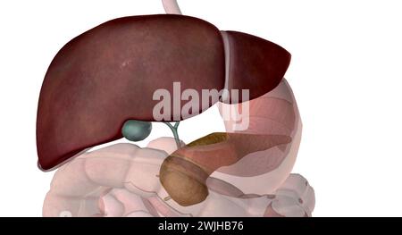 La vésicule biliaire du foie et le pancréas facilitent les processus d'ingestion, de digestion et d'absorption. Ces organes accessoires de la digestion jouent des rôles clés dans Banque D'Images