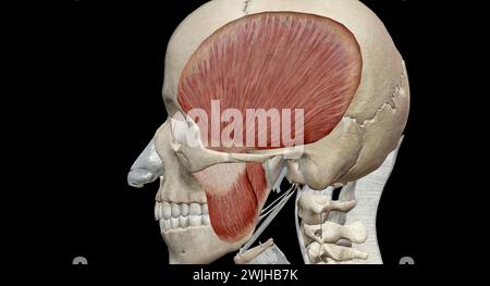 Les muscles de la mastication sont un groupe de muscles qui se composent des muscles temporal, masseter, ptérygoïde médial et ptérygoïde latéral. Rendu 3D. Banque D'Images