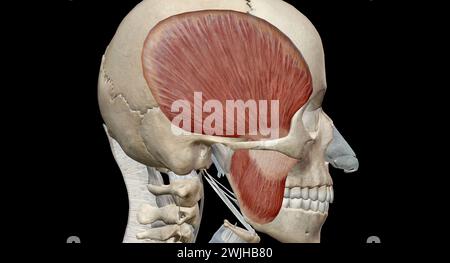 Les muscles de la mastication sont un groupe de muscles qui se composent des muscles temporal, masseter, ptérygoïde médial et ptérygoïde latéral. Rendu 3D. Banque D'Images