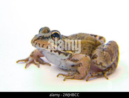 Jeune grenouille perez ou Pelophylax perez. Isolé sur fond blanc Banque D'Images