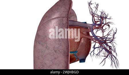 Les artères pulmonaires sont des vaisseaux sanguins qui transportent le sang du cœur aux poumons en rendu 3D. Banque D'Images