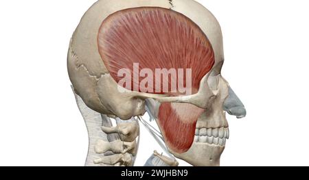 Les muscles de la mastication sont un groupe de muscles qui se composent des muscles temporal, masseter, ptérygoïde médial et ptérygoïde latéral. Rendu 3D. Banque D'Images