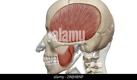 Les muscles de la mastication sont un groupe de muscles qui se composent des muscles temporal, masseter, ptérygoïde médial et ptérygoïde latéral. Rendu 3D. Banque D'Images