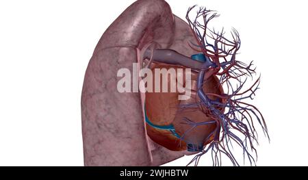 Les artères pulmonaires sont des vaisseaux sanguins qui transportent le sang du cœur aux poumons en rendu 3D. Banque D'Images