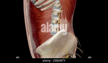 Le bas du dos comprend la colonne lombaire, qui est formée par les os vertébraux, les disques intervertébraux, les nerfs, les muscles, les ligaments, et vaisseaux sanguins.3d Banque D'Images