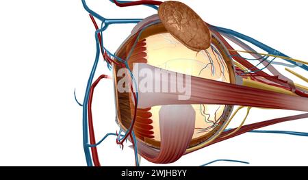 Les zonules travaillent également avec les muscles ciliaires pour aider le cristallin à s'adapter. Les fibres de zonule resserrent et tirent la lentille pour la vision de près. Ils détendent un Banque D'Images