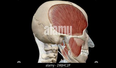 Les muscles de la mastication sont un groupe de muscles qui se composent des muscles temporal, masseter, ptérygoïde médial et ptérygoïde latéral. Rendu 3D. Banque D'Images