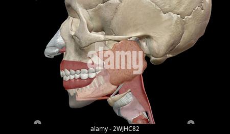 Les organes gastro-intestinaux supérieurs comprennent la bouche, l'œsophage. Rendu 3D. Banque D'Images