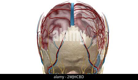 Le cerveau reçoit le sang de deux sources, les artères carotides internes, qui apparaissent au point du cou où les artères carotides communes bifurquent Banque D'Images