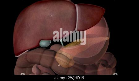 La vésicule biliaire du foie et le pancréas facilitent les processus d'ingestion, de digestion et d'absorption. Ces organes accessoires de la digestion jouent des rôles clés dans Banque D'Images