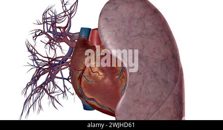 Les artères pulmonaires sont des vaisseaux sanguins qui transportent le sang du cœur aux poumons en rendu 3D. Banque D'Images