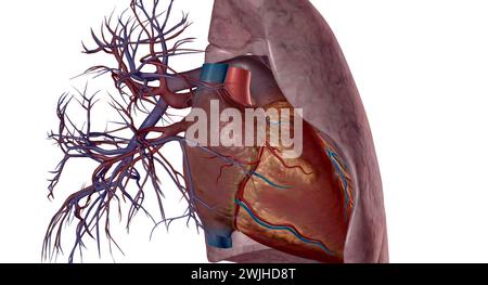 Les artères pulmonaires sont des vaisseaux sanguins qui transportent le sang du cœur aux poumons en rendu 3D. Banque D'Images