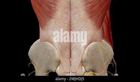 Le bas du dos comprend la colonne lombaire, qui est formée par les os vertébraux, les disques intervertébraux, les nerfs, les muscles, les ligaments, et vaisseaux sanguins.3d Banque D'Images