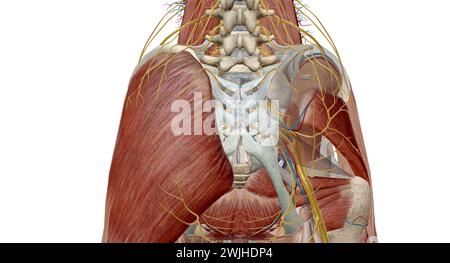 Ce nerf contrôle les muscles de l'arrière du genou et de la jambe inférieure. Il procure également des sensations à l'arrière de la cuisse, à l'extérieur et à l'arrière p de th Banque D'Images