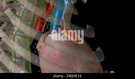 Le système endocrinien fabrique et libère des hormones qui contrôlent les fonctions de votre corps. Rendu 3D. Banque D'Images