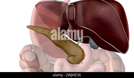 La vésicule biliaire du foie et le pancréas facilitent les processus d'ingestion, de digestion et d'absorption. Ces organes accessoires de la digestion jouent des rôles clés dans Banque D'Images