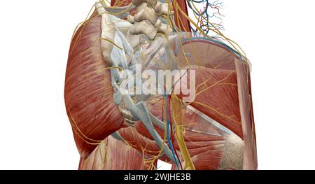 Ce nerf contrôle les muscles de l'arrière du genou et de la jambe inférieure. Il procure également des sensations à l'arrière de la cuisse, à l'extérieur et à l'arrière p de th Banque D'Images