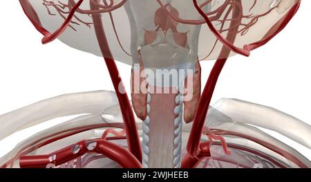 C'est une glande endocrine car elle sécrète une hormone parathyroïdienne qui contrôle les niveaux de calcium dans le sang. Rendu 3D. Banque D'Images