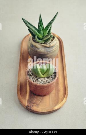 Lithops et Aloe. Plantes d'intérieur (plantes succulentes) en pots sur fond clair Banque D'Images