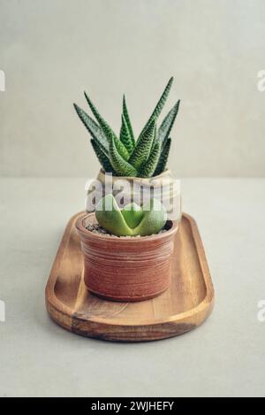 Lithops et Echeveria. Plantes d'intérieur (plantes succulentes) en pots sur fond clair Banque D'Images