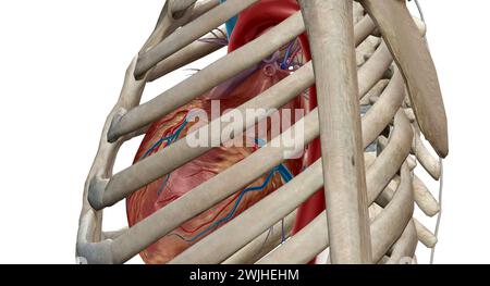 Le cœur est un organe musculaire qui fait circuler le sang à travers le système circulatoire et le pompe dans tout le corps en rendu 3D. Banque D'Images