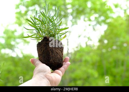 gros plan de plants de transplantation de mains femelles, jeunes plants de lavande, jardinier en gants tient la plante préparée pour la transplantation, racines entrelacées de soi Banque D'Images