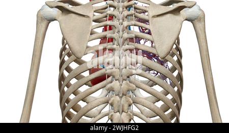 Le cœur est un organe musculaire qui fait circuler le sang à travers le système circulatoire et le pompe dans tout le corps en rendu 3D. Banque D'Images