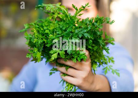 Bouquet de persil frais tenu dans les mains Banque D'Images