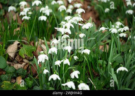 Wendover, Royaume-Uni. 15 février 2024. Jolies gouttes de neige dans la ville de Wendover, Buckinghamshire. Galanthus, ou Snowdrop, est un petit genre d'environ 20 espèces de plantes herbacées vivaces bulbeuses de la famille des Amaryllidaceae. Les plantes ont deux feuilles linéaires et une seule petite fleur blanche tombante en forme de cloche avec six tépales en forme de pétales dans deux cercles. Crédit : Maureen McLean/Alamy Banque D'Images