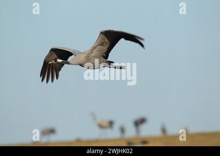 Grue européenne (Grus grus) en vol, Suède centrale, Suède, Scandinavie Banque D'Images