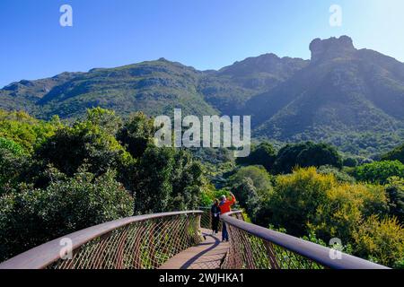 Visiteurs sur le Boomslang Canopy Trail, Kirstenbosch Tree Canopy Walkway, Kirstenbosch Botanical Gardens, Cape Town, Cape Town, Western Cape, Sud Banque D'Images