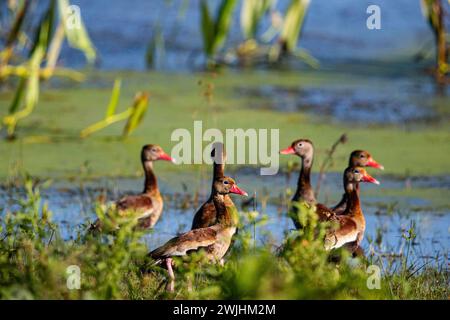 Canard sifflet à bec rouge (Dendrocygna autumnalis) Pantanal Brésil Banque D'Images